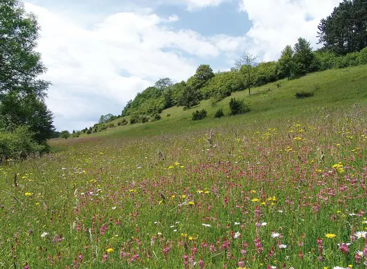Artenreiche Bergwiese ©LPV Main-Kinzig-Kreis Artenreiche Bergwiese. © LPV Main-Kinzig-Kreis