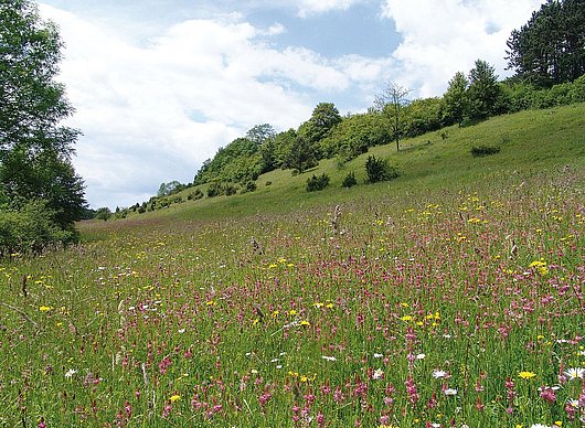 Artenreiche Bergwiese. © LPV Main-Kinzig-Kreis